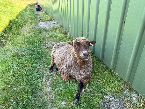 Bloomin’ Hot (for Shetland)