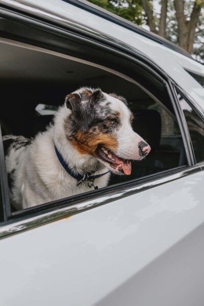 Don’t forget Fido: The Ontario SPCA shares long weekend safety tips to keep animals safe