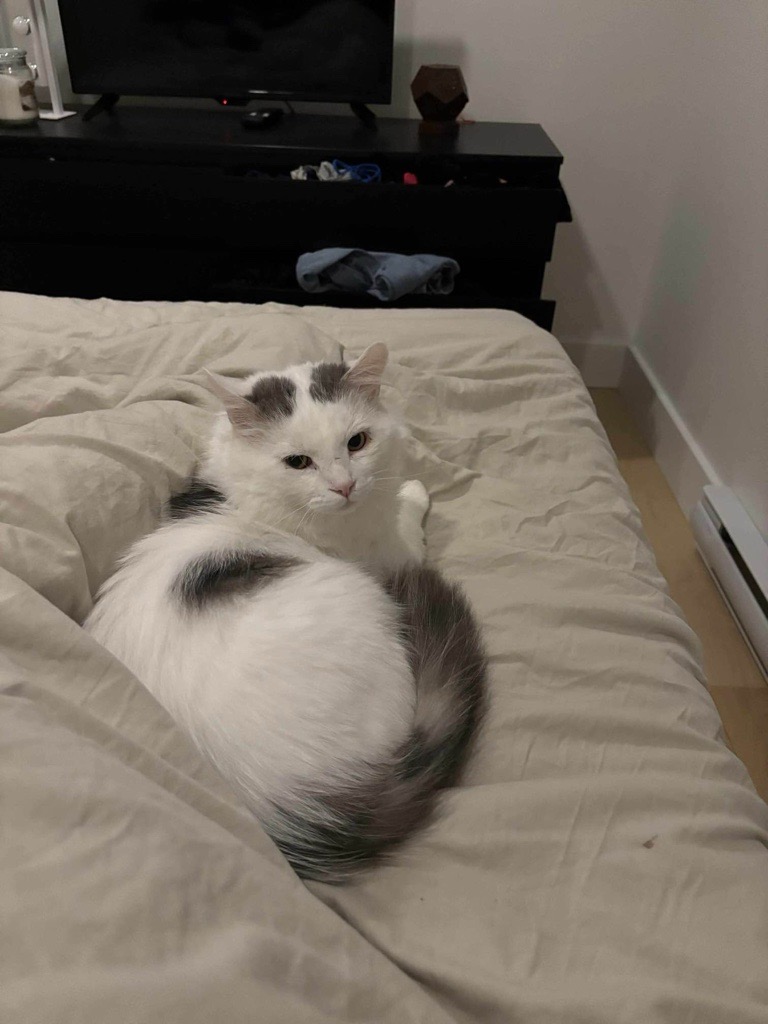 Community teamwork gives Opawsome a second chance