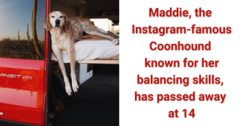 Instagram Star: Maddie the Coonhound Dies at 14 After a Life of Adventure and Fame