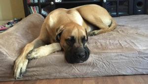 Choosing The Best Joint Supplement for a Mastiff – 6 Things You Must Know