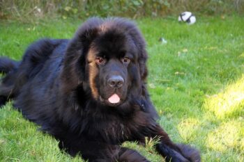 The 8 Best Dog Foods For Newfoundlands – 2025