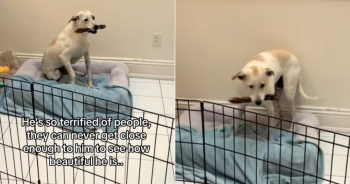 Scared Shelter Dog Waits Years for the ‘Right’ Person to Come