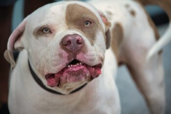 11 Best Pit Bull Dental Chews