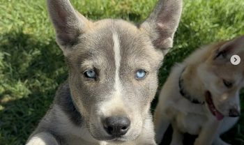 Pitsky Dogs Are Blowing Up on TikTok with Their Ice-Cold Eyes & Buff Builds