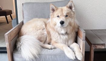 Instagram Can’t Get Enough of the Fluffy-Lion-Wolf Vibes from Chusky Dogs