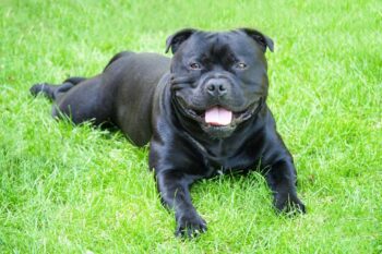 The 8 Best Dog Foods For Staffordshire Bull Terriers – 2025