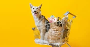 Shop These 25 Bark-Worthy Amazon Prime Day Deals