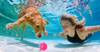 Top‑Rated Water Toys to Keep Your Dog Cool