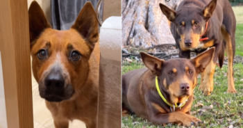 Herding Dogs Caught On Video in the Act of Hilarious Stalking