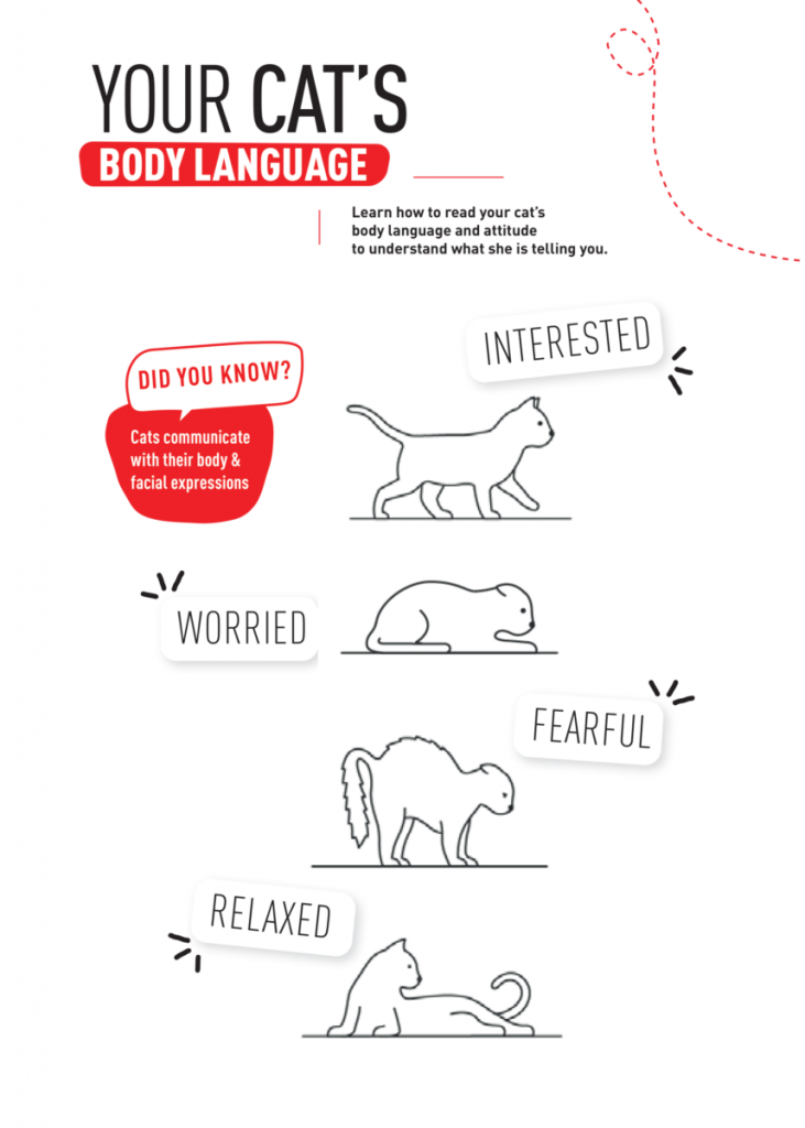 Learn how to read your cat’s body language