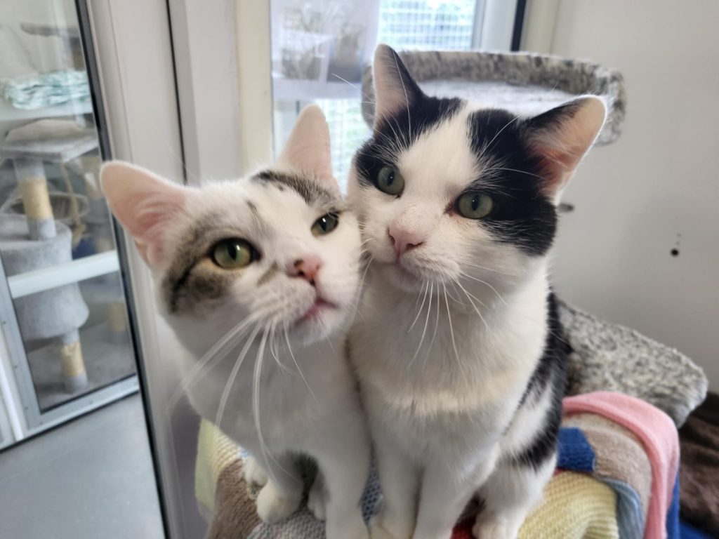 Freshfields 2025 Raffle Winning Ticket Numbers