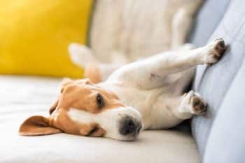 13 Dog Breeds With the Funniest Sleeping Positions