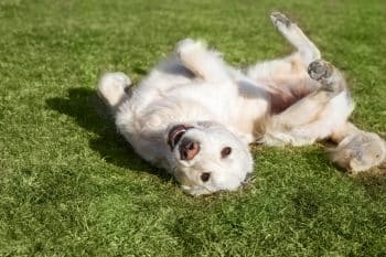 11 Loving Dog Breeds Who Crave Constant Belly Rubs