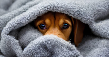 The 10 Best Anti-Anxiety Dog Beds