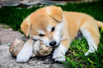 Ultimate Akita Puppy Shopping List: Checklist of 24 Must-Have Items