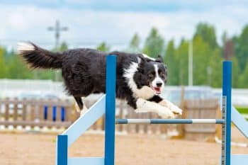 11 Athletic Dog Breeds That Were Made For Agility Training