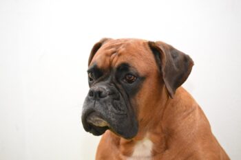 Best Probiotics for Boxers