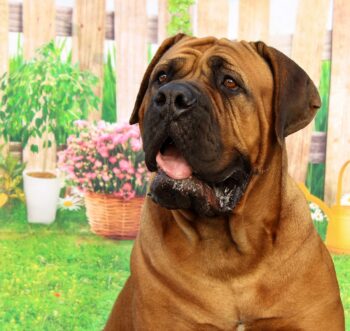 15 Best Foods for Mastiffs with Allergies
