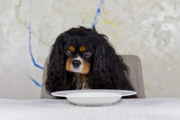 20 Best Foods for Cavaliers with Allergies