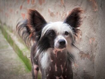Ultimate Chinese Crested Puppy Shopping List: Checklist of 24 Must-Have Items