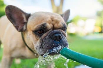 11 Dog Breeds Who Don’t Handle Heat Well