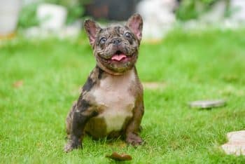 11 Dog Breeds That’ll Make You Believe In Soulmates