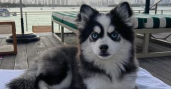 Pomskies Are the Tiny Wolf Pups Breaking Instagram’s Cuteness Scale