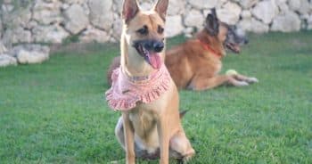 The Belgian Malinois × Aspin Mix Might Be the Most Unexpected Guard Dog on Social Media Right Now