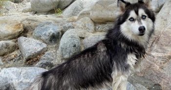 Horgis Are the Stumpy-Legged Sled Dogs That Are Internet Gold