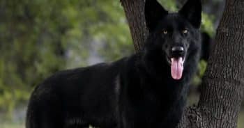 Mexico’s Legendary Calupoh Is Gaining Cult Status Among Exotic Dog Lovers