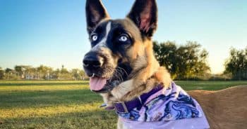 Beluskies Are the Sleek, Tactical Dogs Blowing Up on Working Dog Forums