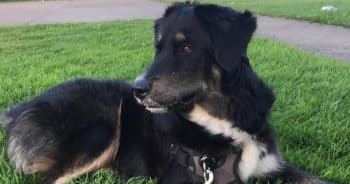 Alaskan Goldenmutes Are the Majestic, Bear-Like Dogs Everyone Wants Right Now