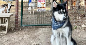 Gerberian Shepskies Are Dominating DogTok with Their Fierce Looks and Smarts