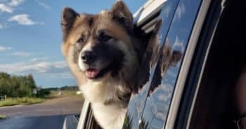 The Akita-Chow Mix Is Basically a Fluff Tank—and People Can’t Look Away