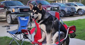 This Alaskan Shepherd Hybrid Looks Like a Sled Dog Spy and Instagram Is Obsessed