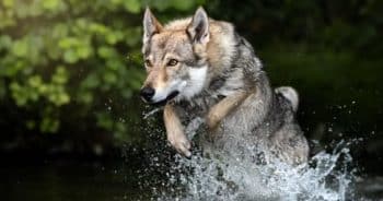 Czechoslovakian Wolfdogs Look Like Direwolves—and TikTok Is Freaking Out