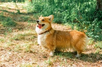 15 Dog Breeds That’ll Make You Laugh Every Day