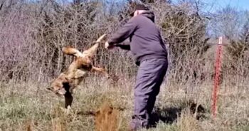 Heroic Man Approached Trapped Coyote With Pliers In Hand