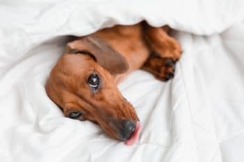 13 Dog Breeds That Are the Ultimate Bed Warmers