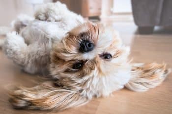 11 Easygoing Dog Breeds That Love To Lounge