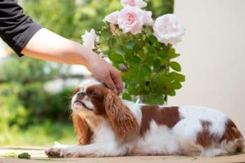 13 Clingy Dog Breeds That Never Want To Say Goodbye