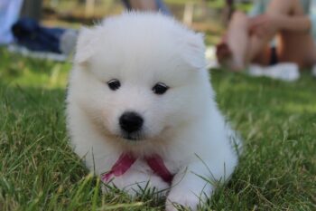 Ultimate Samoyed Puppy Shopping List: Checklist of 24 Must-Have Items