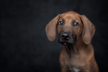 Ultimate Rhodesian Ridgeback Puppy Shopping List: Checklist of 24 Must-Have Items