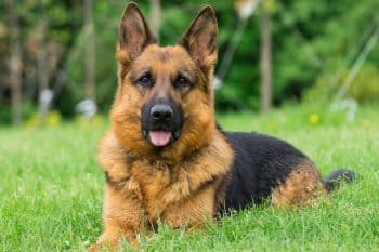 15 Dog Breeds That Instinctively Watch Over You