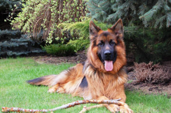 10 Best Supplements for a Senior German Shepherd