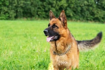 11 Fierce Dog Breeds That Will Never Let You Down