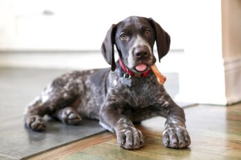 Ultimate German Shorthaired Pointer Puppy Shopping List: Checklist of 24 Must-Have Items