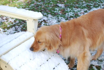 11 Best Raw Dog Food Brands for Golden Retrievers