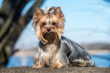 15 Dog Breeds with Higher Risks for Genetic Disorders